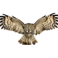 Owl PNG