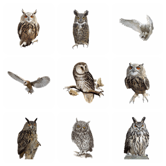 Owl PNG pack preview
