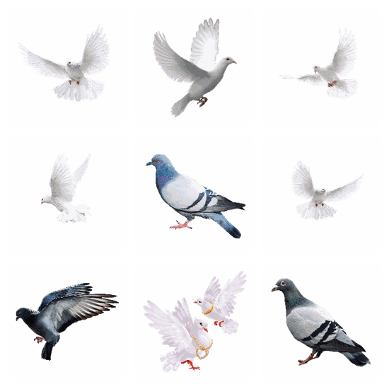 Pigeon PNG pack preview