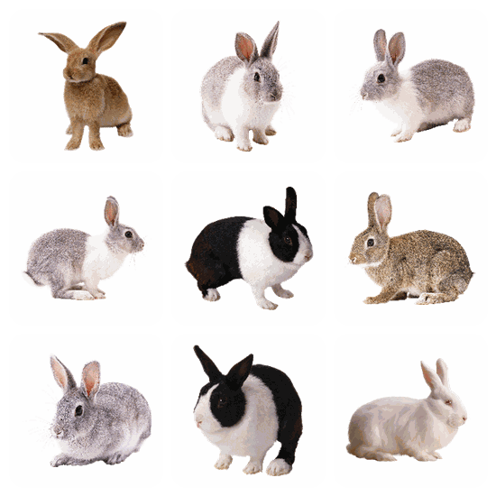 Rabbit PNG pack preview