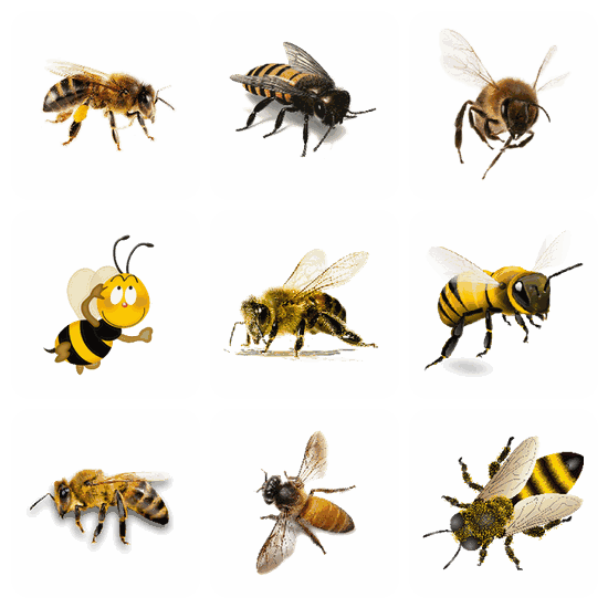 Bee PNG pack preview