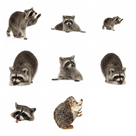 Raccoon PNG pack preview