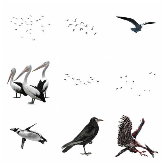 Seabird PNG pack preview