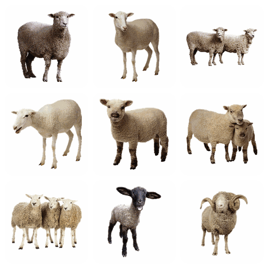 Sheep PNG pack preview