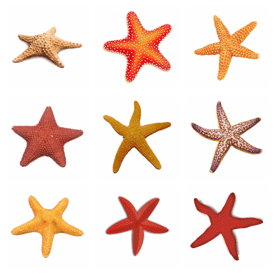 Starfish PNG pack preview