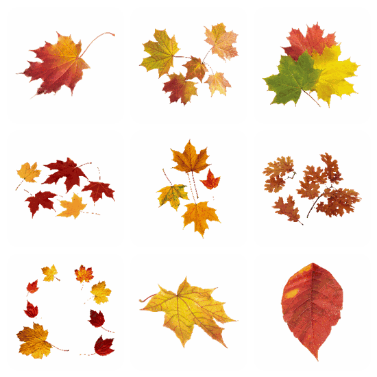 Autumn Leaves PNG pack preview