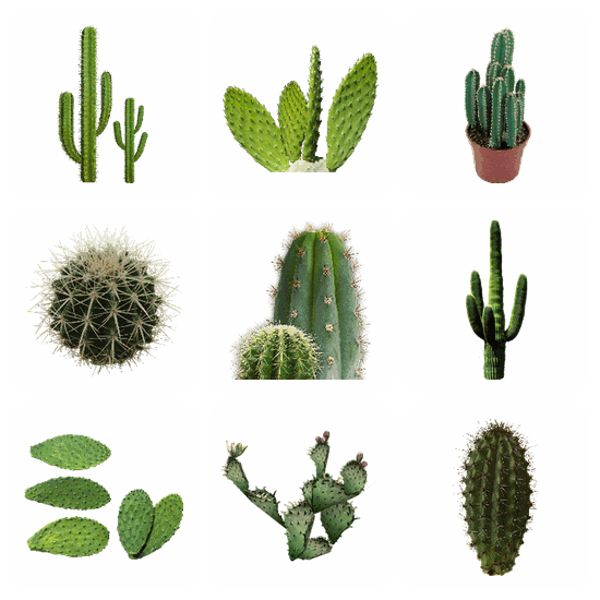 Cactus PNG pack preview