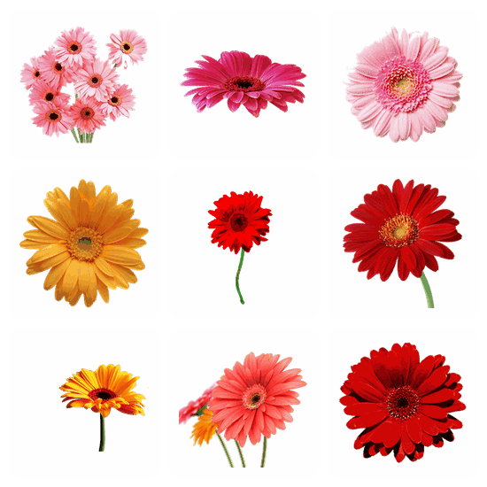 Gerbera PNG pack preview