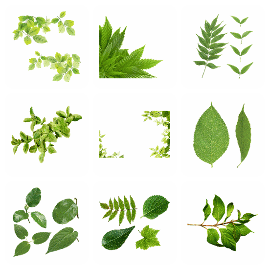 Green Leaves PNG pack preview