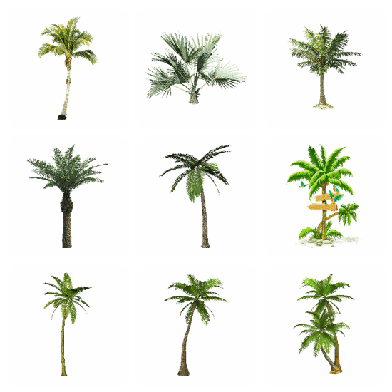 Palm Tree PNG pack preview