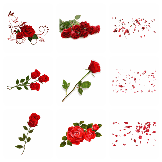 Rose PNG pack preview