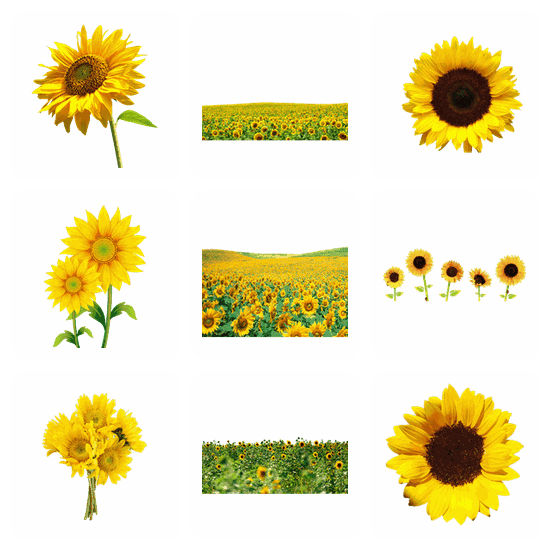 Sunflowers PNG pack preview