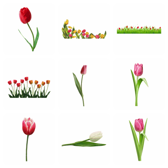 Tulip PNG pack preview