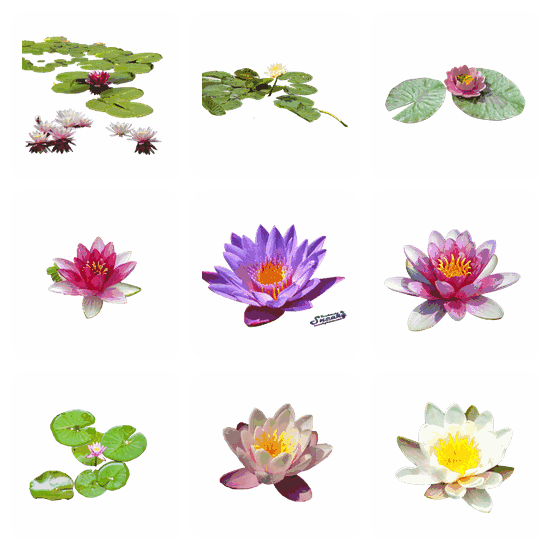 Water Lily PNG pack preview