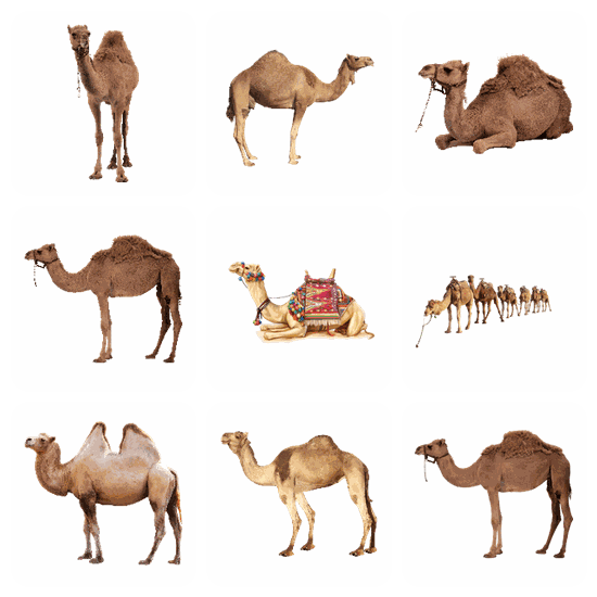 Camel PNG pack preview