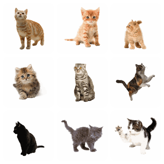 Cat PNG pack preview