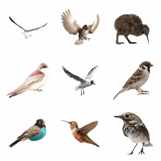 Birds PNG pack preview