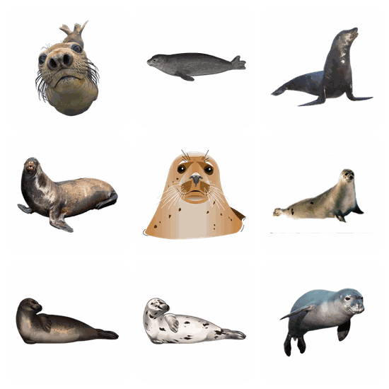 Harbor Seal PNG pack preview