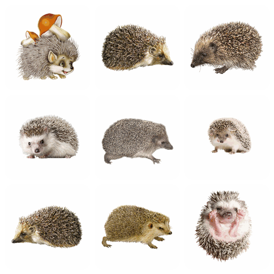 Hedgehog PNG pack preview