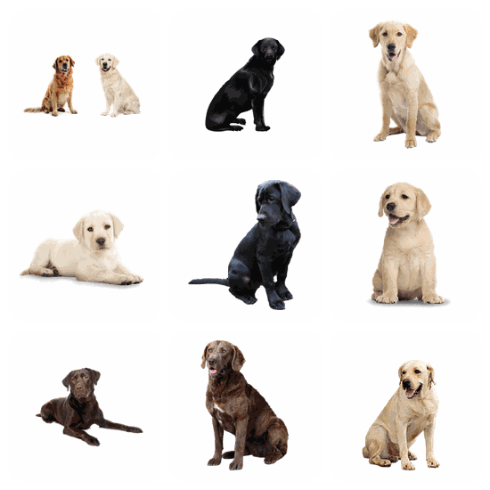 Labrador Retriever PNG pack preview