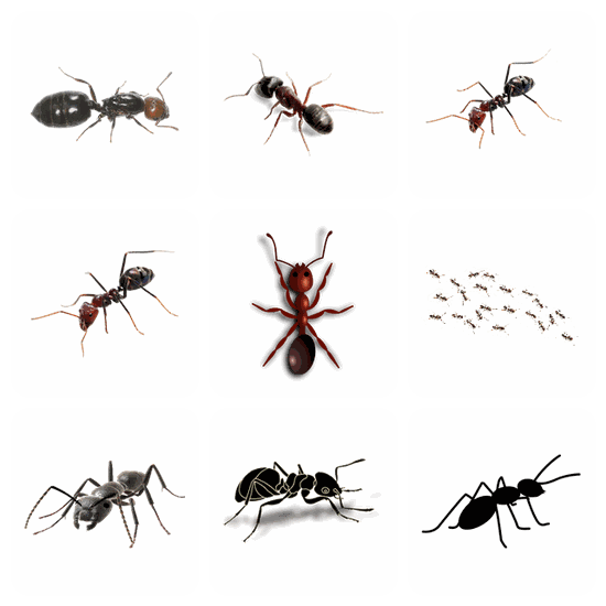 Ants PNG pack preview