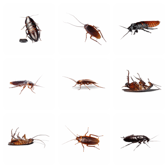 Roach PNG pack preview