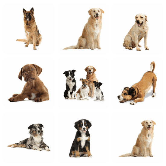 Dog PNG pack preview