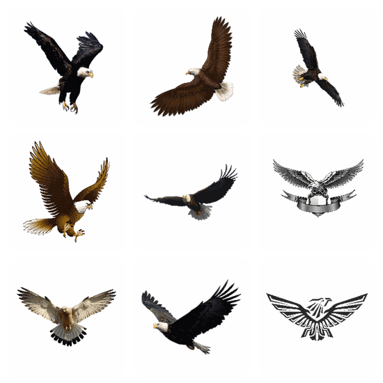 Eagle PNG pack preview