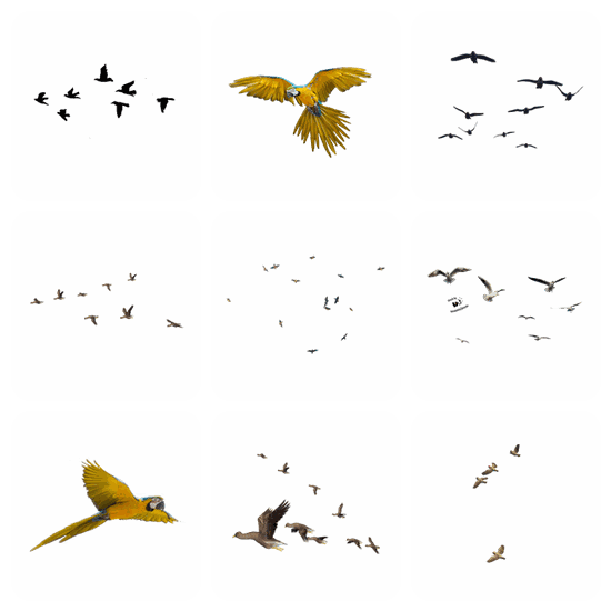 Flying Bird PNG pack preview