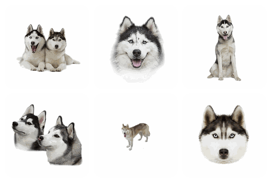 Husky PNG pack preview