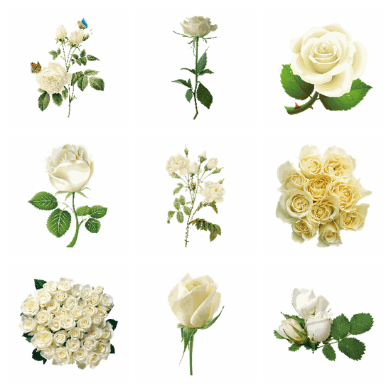 White Roses PNG pack preview