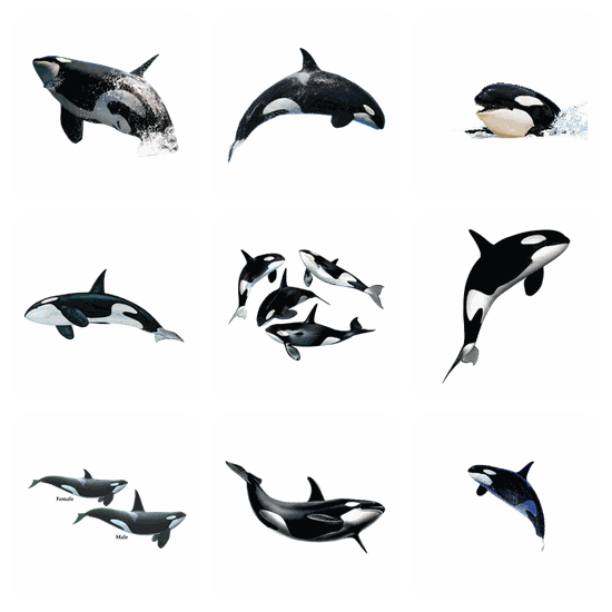 Killer Whale PNG pack preview