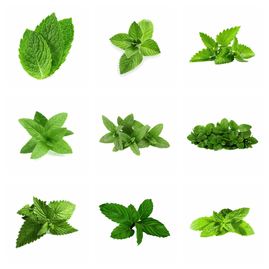 Mint PNG pack preview