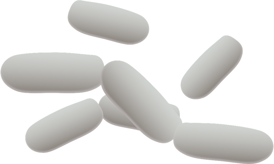 Bacteria Picture Free Photo PNG PNG Image