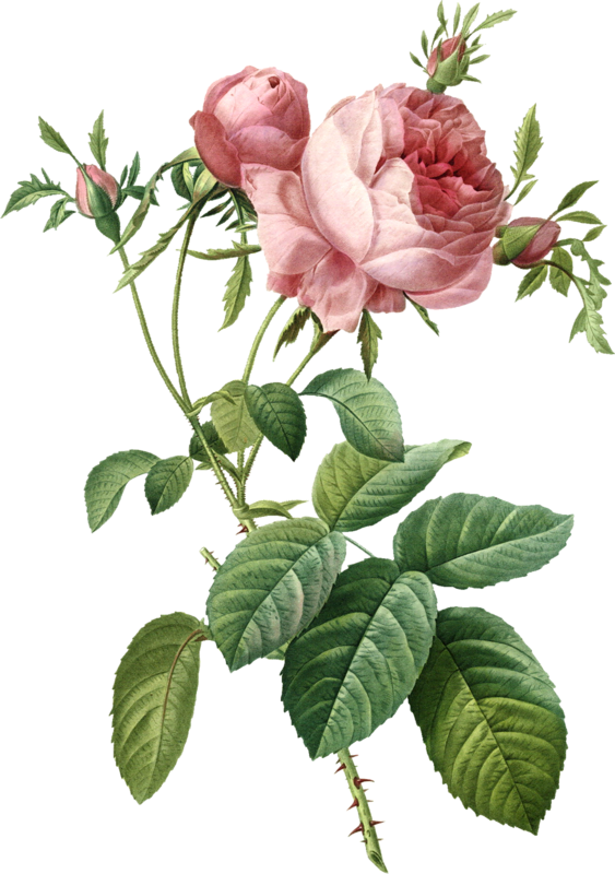 Roses Cabbage Flower Painting Rose Free Clipart HQ PNG Image