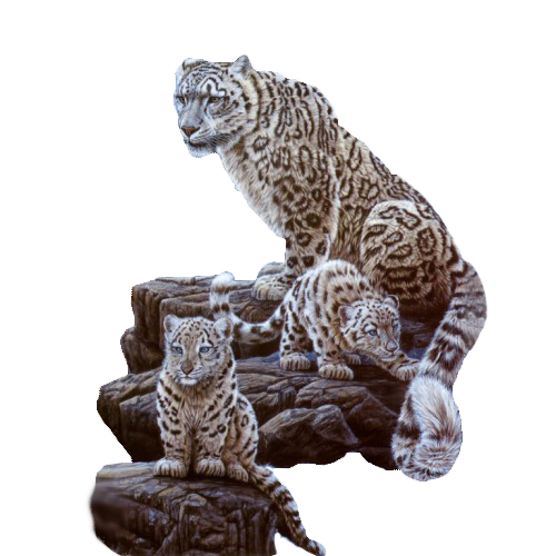 Tiger Fur Wildlife Leopard Cat PNG File HD PNG Image