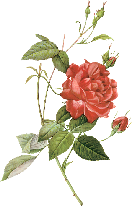 Download Plant Flower Rose Illustration Roses Les China HQ PNG Image