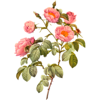 Botany Plant Flower Illustration Flowering Botanical Drawing Transparent PNG Image