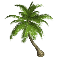 Palm Tree Png Transparent PNG Image