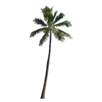 Download Palm Tree Free PNG photo images and clipart | FreePNGImg