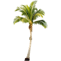 Palm Tree Free Download Png PNG Image