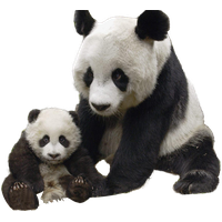 Panda Transparent PNG Image