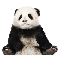 Panda Transparent PNG Image