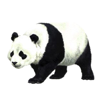 Panda Transparent PNG Image