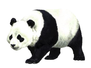 Panda Transparent PNG Image