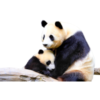 Panda Transparent PNG Image