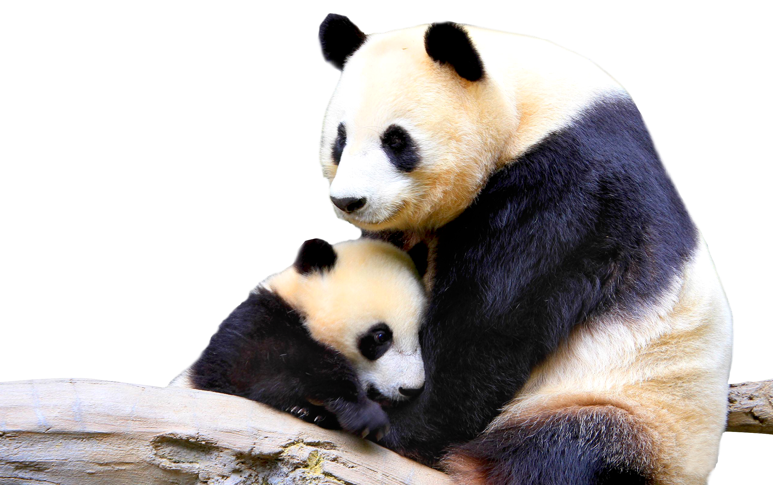 Panda Transparent PNG Image