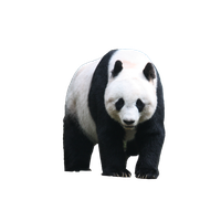 Panda Transparent PNG Image