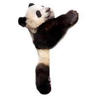 Panda Transparent PNG Image