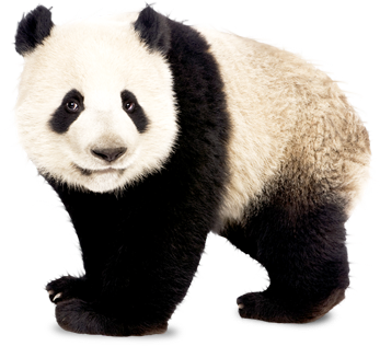 Panda Transparent PNG Image